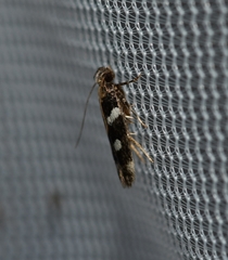Filatima arizonella