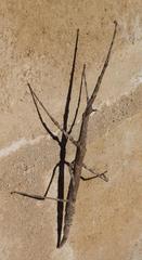 Bactrododema haworthii