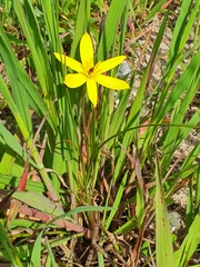 Pauridia linearis