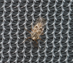 Gargaphia iridescens