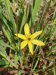 Pauridia linearis