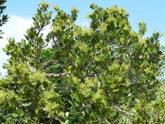Apodytes abbottii