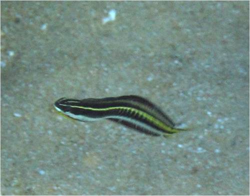 Plagiotremus tapeinosoma