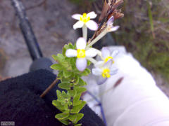 Gnidia tomentosa