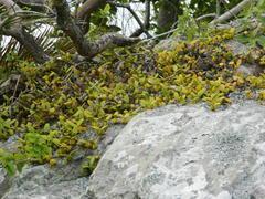 Bulbophyllum scaberulum scaberulum
