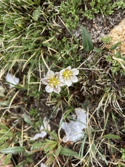 Gagea serotina