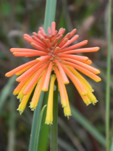 Kniphofia coddiana