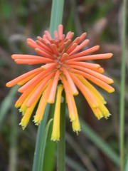 Kniphofia coddiana
