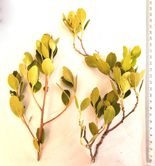 Maytenus oleoides