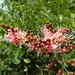 Schotia latifolia - Photo (c) qgrobler,  זכויות יוצרים חלקיות (CC BY-NC), הועלה על ידי qgrobler
