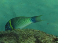 Thalassoma hebraicum