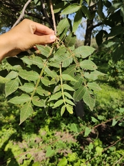 Bursera palmeri