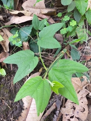 Passiflora capsularis
