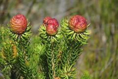 Leucadendron teretifolium