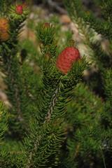 Leucadendron teretifolium