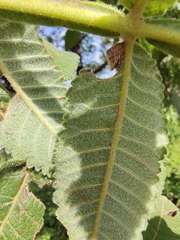 Bursera palmeri