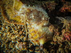 Halgerda willeyi