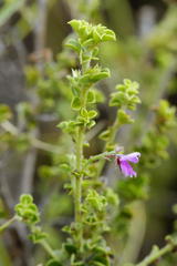 Indigofera candolleana