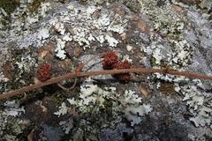 Crassula cotyledonis