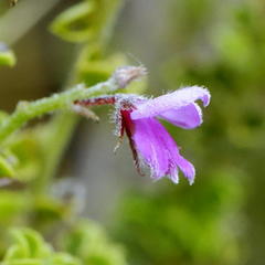 Indigofera candolleana