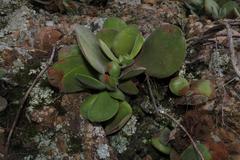 Crassula cotyledonis