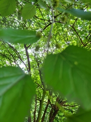 Magnoliopsida