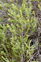 Indigofera candolleana