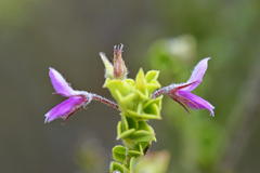 Indigofera candolleana