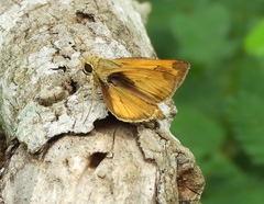 Polites vibex praeceps