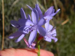 Thereianthus bulbiferus