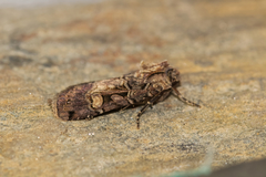 Opigena polygona