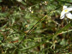 Lachnaea uniflora
