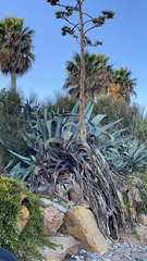 Agave americana