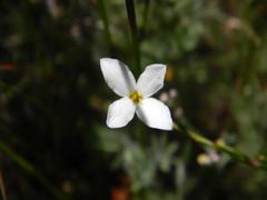 Lachnaea uniflora