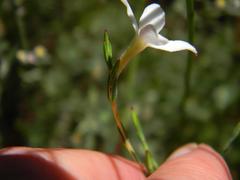 Lachnaea uniflora