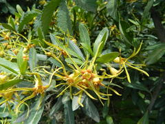 Strophanthus speciosus