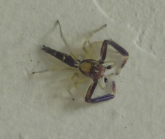 Itata