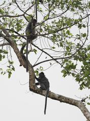 Trachypithecus cristatus
