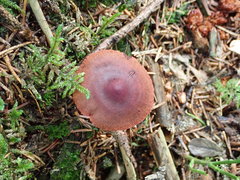 Cortinarius mirandus