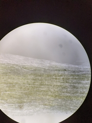 Gamochaeta argyrinea