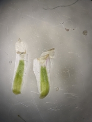 Gamochaeta argyrinea