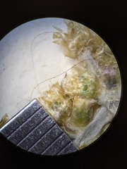 Gamochaeta argyrinea