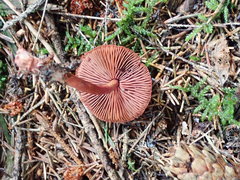 Cortinarius mirandus
