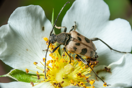 speckled longhorn beetle