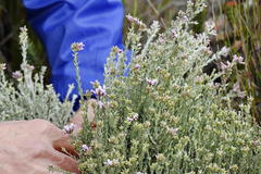 Amphithalea ericifolia