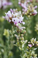 Amphithalea ericifolia