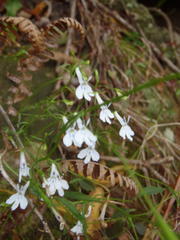 Lobelia pubescens incisa