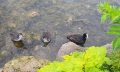 Fulica atra