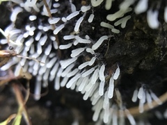 Stemonitopsis typhina