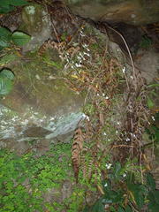 Lobelia pubescens incisa